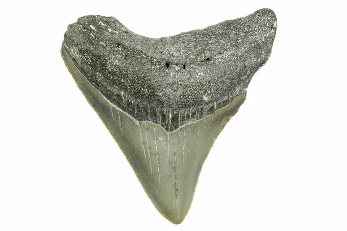 Serrated, Posterior Megalodon Tooth - North Carolina #368058